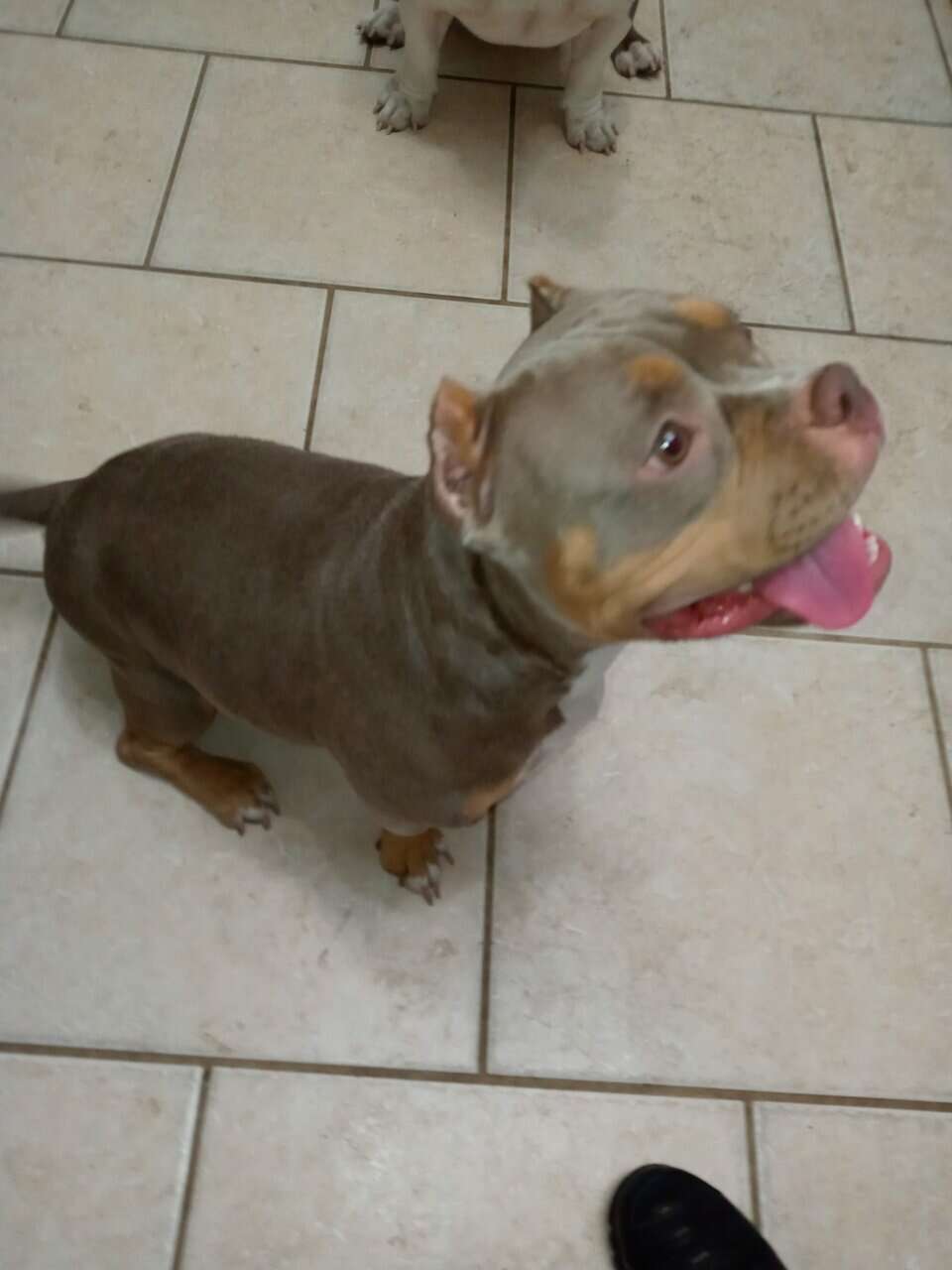 American bully Puppies image 7