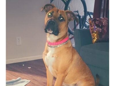 Puppy for sell