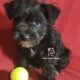 Miniature Schnauzer Girl Puppy