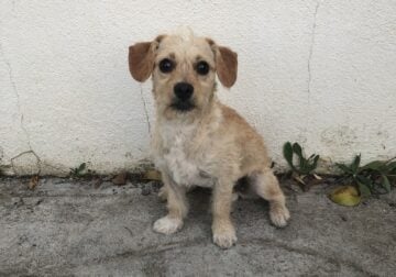 Two, 6 month old, Maltipoo Chihuahua mix, brothers