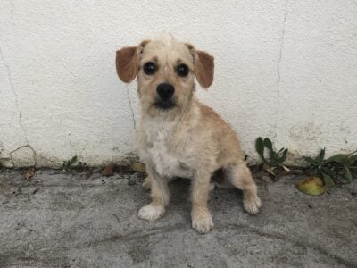 Two, 6 month old, Maltipoo Chihuahua mix, brothers