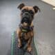 Male boxer