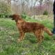 AKC Dark Red Golden Retriever puppies