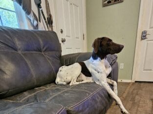 GSP rehoming
