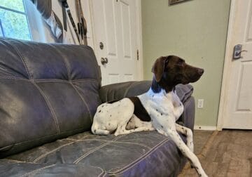 GSP rehoming