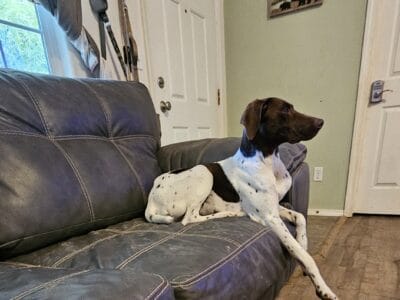 GSP rehoming