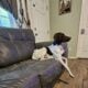 GSP rehoming