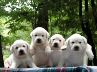 English Yellow (white) Labrador Retrievers