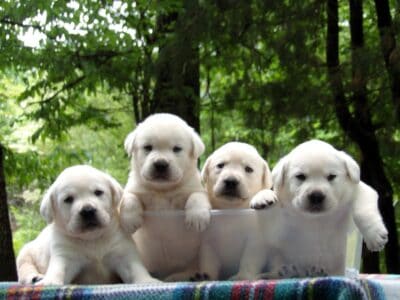 English Yellow (white) Labrador Retrievers
