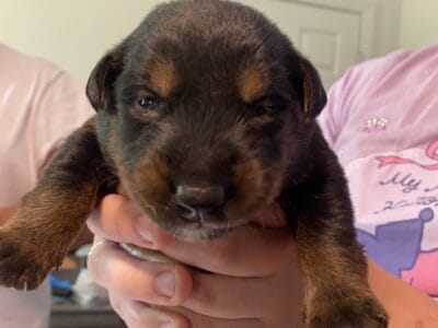Puppies