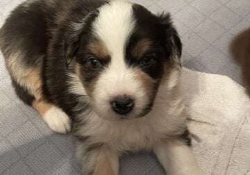 Lily blue Merle female