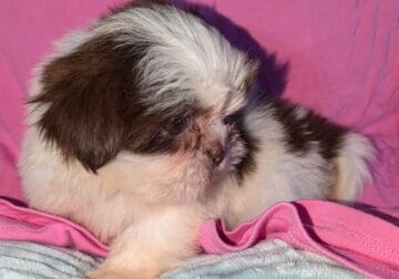 Shih Tzu F2