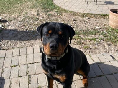 Shadow- Pure Bred Rottweiler