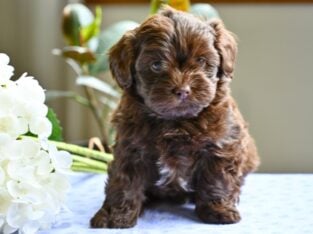 Shih-Poo For Sale Baltic OH Austin