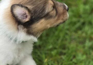 8 Rough Collie Pups-4 Females & 4 Males