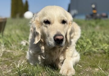 English Cream Golden Retriever
