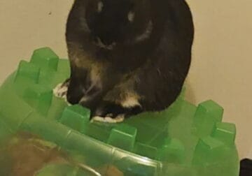 Male Bunny
