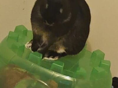 Male Bunny