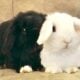 5 Holland Lops & All Supplies-$200