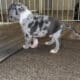 American Bully Puppies for sale