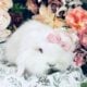 Full European Teddywidder babies