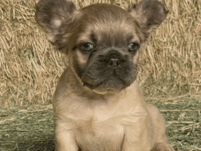 French Bulldog Fawn Puppy