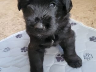 Germandoodle puppies