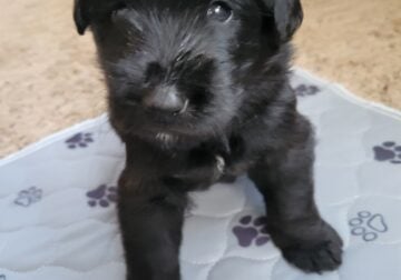 Germandoodle puppies