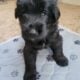 Germandoodle puppies