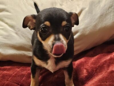 Chihuahua Puppies