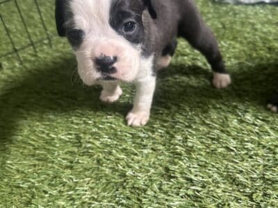Boxer Puppies