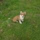 Adorable Pembroke Welsh Corgis