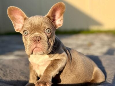 French bulldog puppy