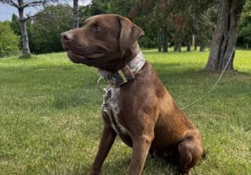 Male Chocolate Lab Mix