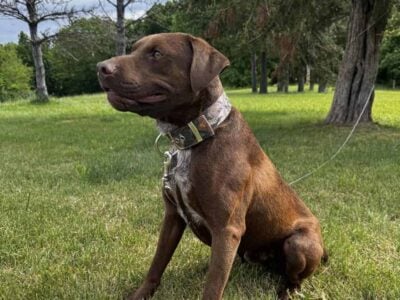 Male Chocolate Lab Mix