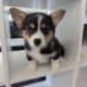 Female corgi pup – Reese