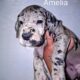 Great Dane Puppy