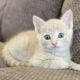Kittens looking for a new home