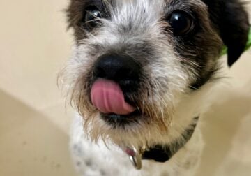 Shih-tzu mix