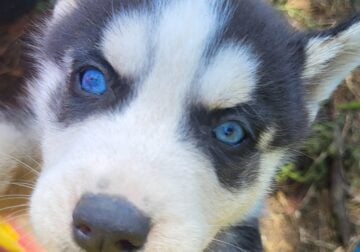 Husky puppies