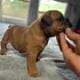 American Bully