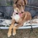 Sweet Aussie Mix Needs a Loving Home
