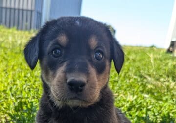 Golden Retriever/unknown