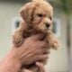 Goldendoodle pink