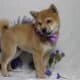 AKC Shiba Inu Larry