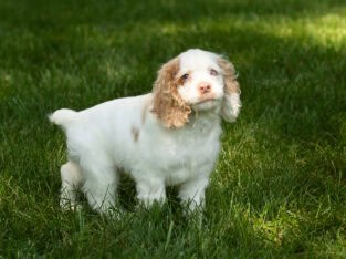 AKC Cocker Spaniel male puppy Indiana (Tad)