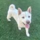 Shiba Inu Puppy For Sale – White Male