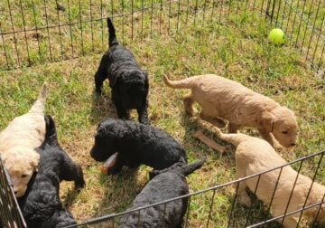 GoldenDoodle Puppies