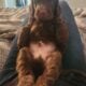 Puppies – Rex