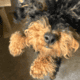 7 month old male miniature poodle